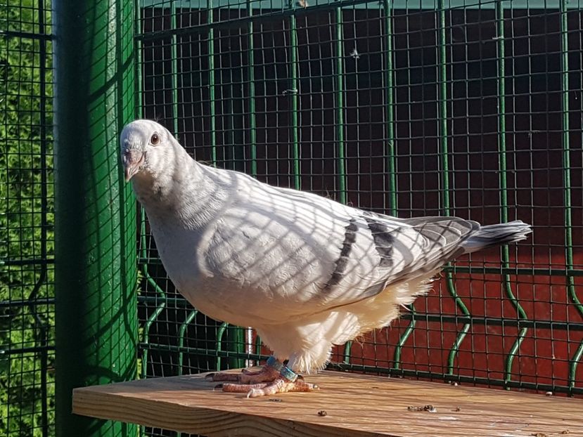 M-2018-4436 - 0-VRdF-TINERET-2018