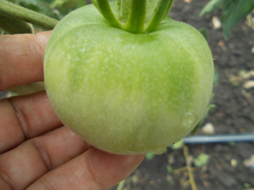  - SEMINTE ROSII CU PUF - WAPSINICON PEACH