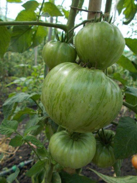  - SEMINTE ROSII - PURPLE PASSION