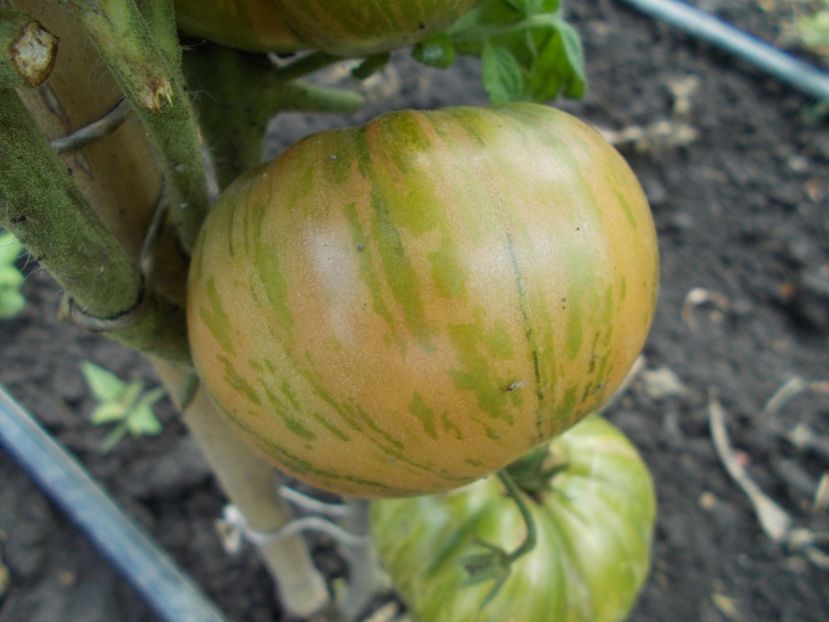  - SEMINTE ROSII - PURPLE PASSION