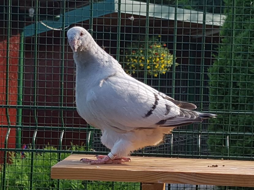 M-2018-4437 - 0-VRdF-TINERET-2018