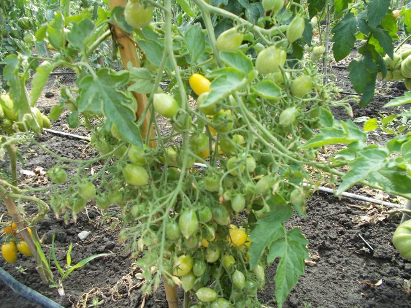  - SEMINTE ROSII - BARRY S CRAZY CHERRY