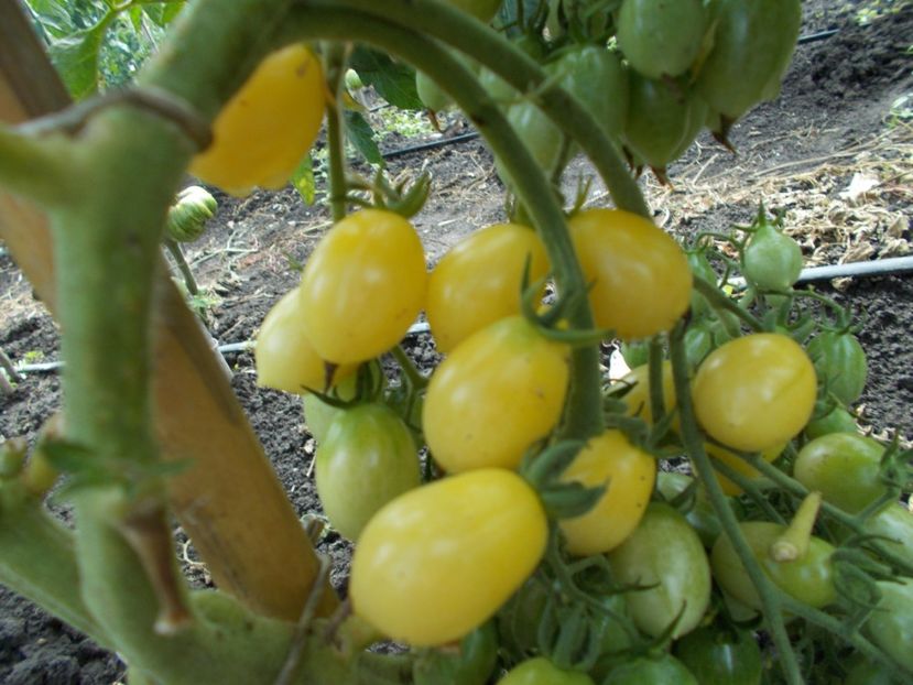  - SEMINTE ROSII - BARRY S CRAZY CHERRY