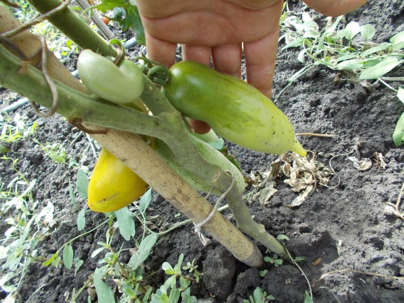  - SEMINTE ROSII - ZALAIS PIPARTOMATS