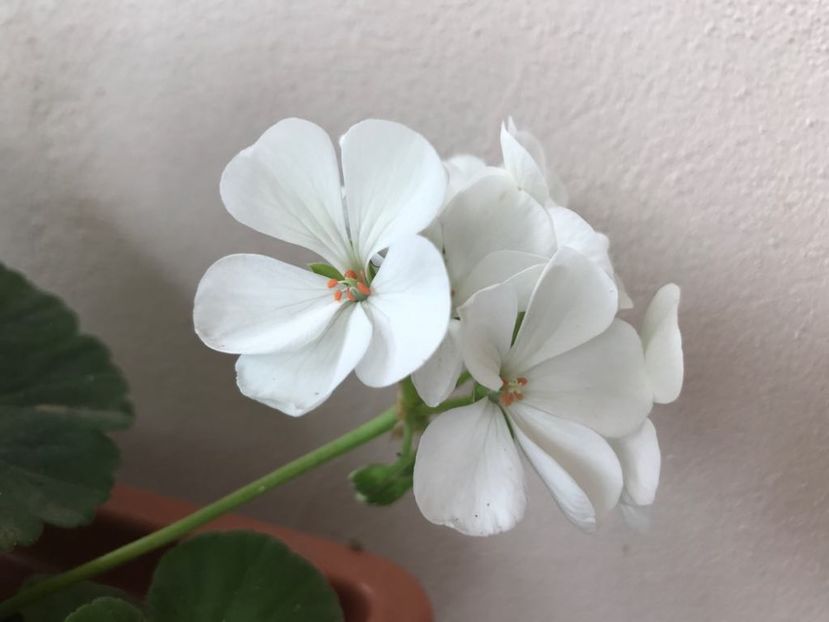 din seminte - de la Larisa - Muscate 2018