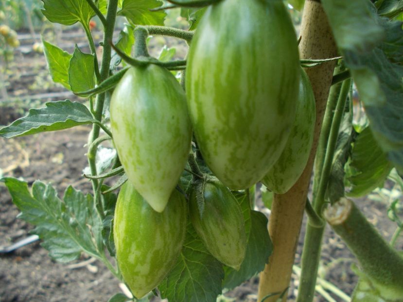  - SEMINTE ROSII - LUCKY TIGER