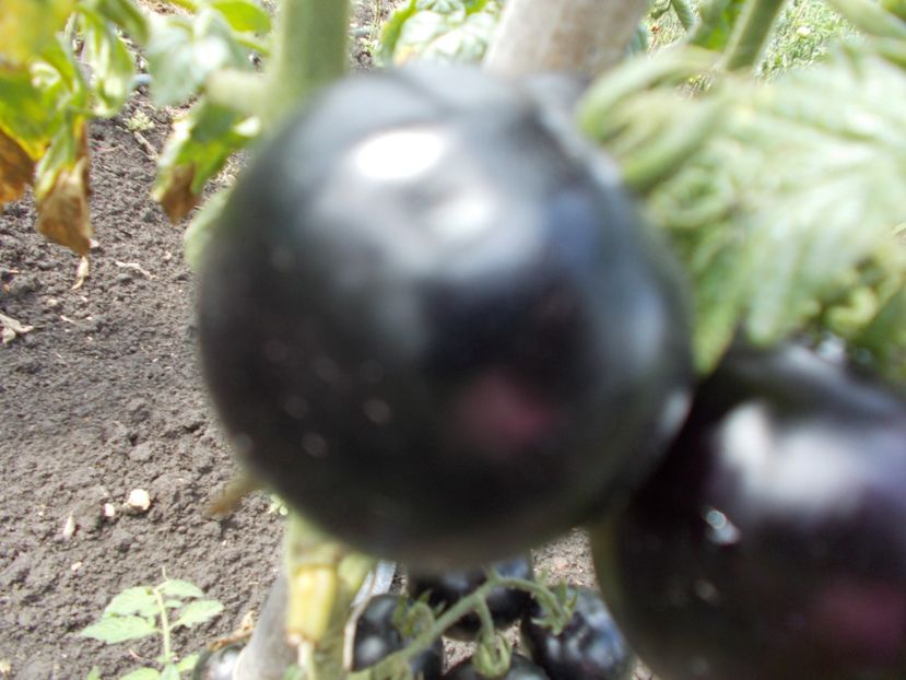  - SEMINTE ROSII - KONIGIN DER NACHT