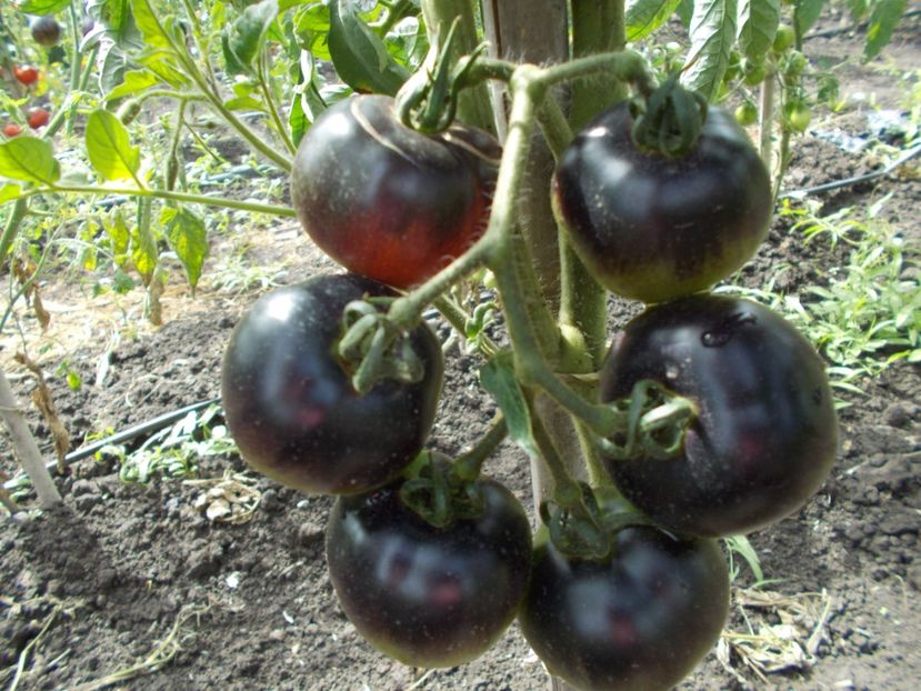  - SEMINTE ROSII - H 34 ROT - JOLIE COEUR