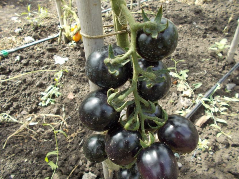  - SEMINTE ROSII - BOSQUE BLUE BLUMBLEBEE