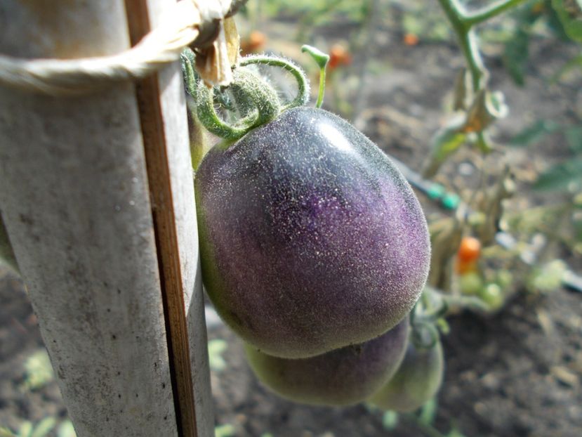  - SEMINTE ROSII CU PUF - WOOLY BLUE JAY