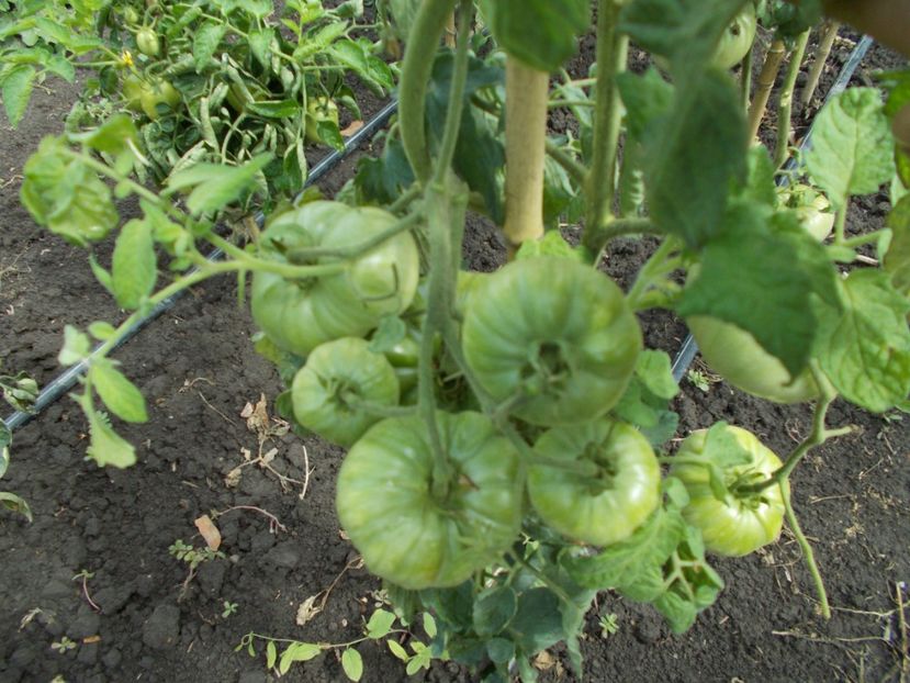  - SEMINTE ROSII - BIG ROSY UNDERWOOD