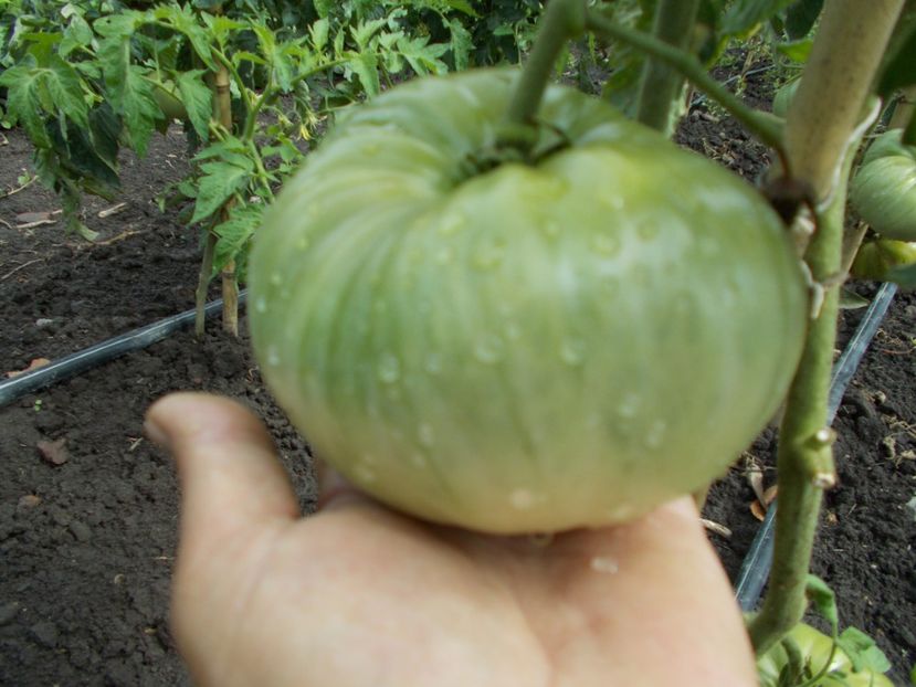  - SEMINTE ROSII - BIG ROSY UNDERWOOD