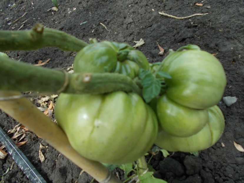  - SEMINTE ROSII - ANANAS NOIRE