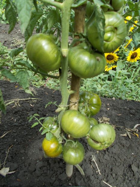  - SEMINTE ROSII - BLACK ALTAI