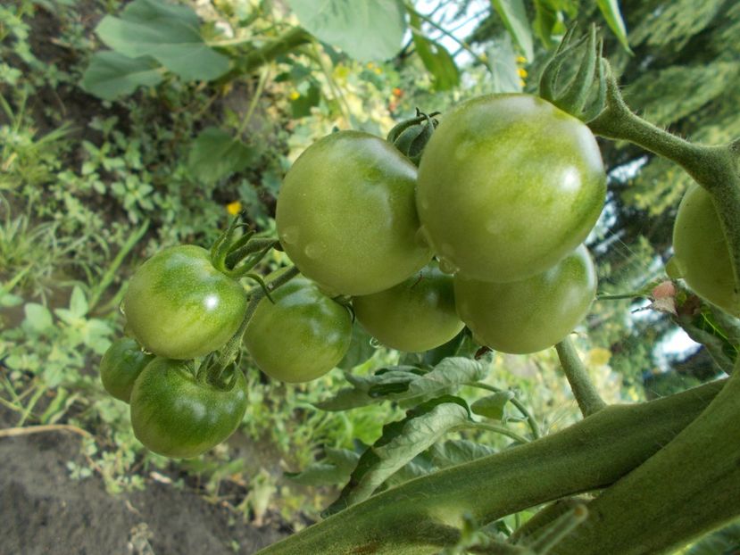  - SEMINTE ROSII - HAWAIIAN CHERRY ORANGE