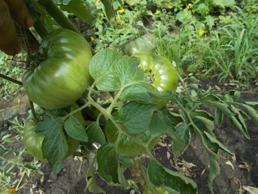  - SEMINTE ROSII - OLD GERMAN STRIPED