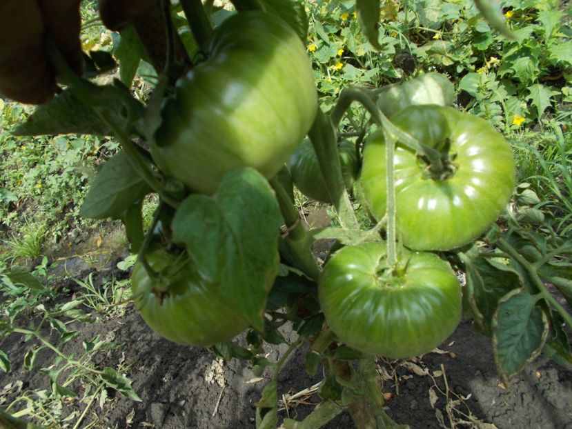  - SEMINTE ROSII - OLD GERMAN STRIPED