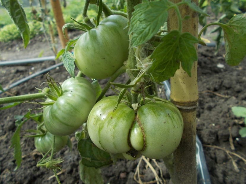  - SEMINTE ROSII - MILCH PERLE