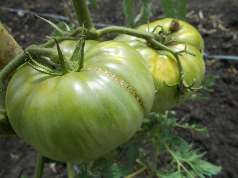  - SEMINTE ROSII - MONARCH