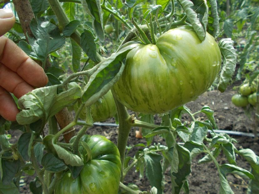  - SEMINTE ROSII - BLACK AND RED BOAR