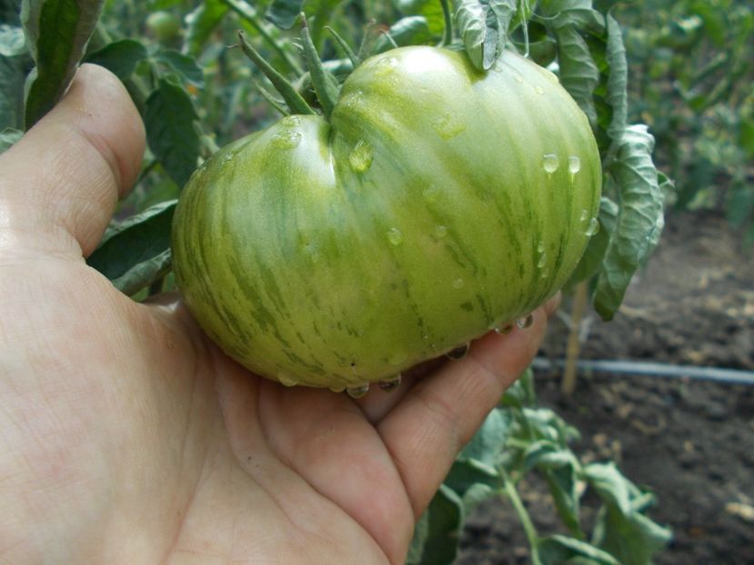  - SEMINTE ROSII - BLACK AND RED BOAR