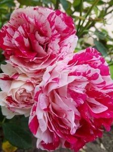 Scentimental - TRANDAFIRI