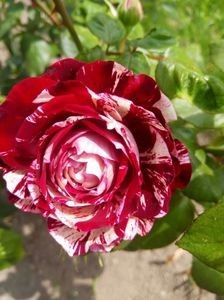 Julio Iglesias - TRANDAFIRI