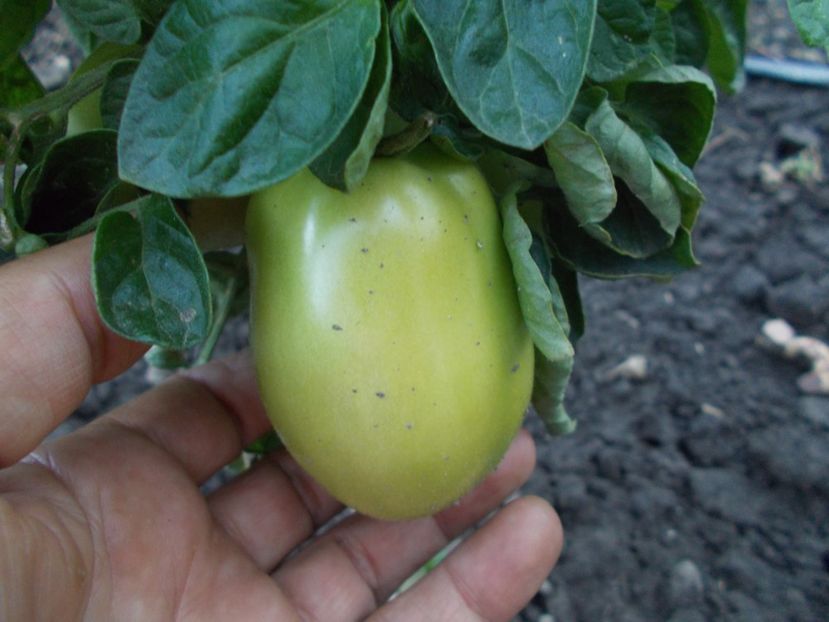  - SEMINTE ROSII - KAKI COING