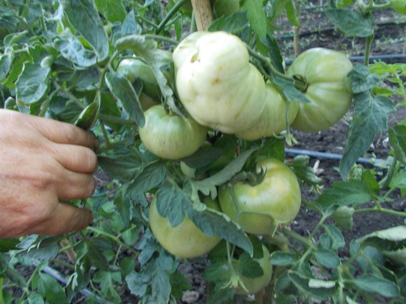  - SEMINTE ROSII - GIANT BELGIUM