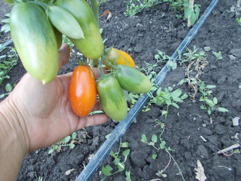  - SEMINTE ROSII - ORANGE ICICLE