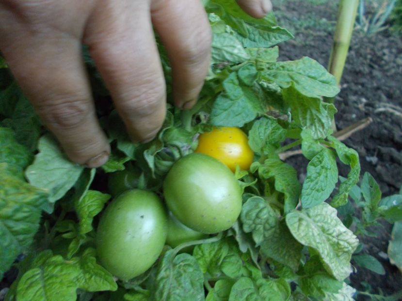  - SEMINTE ROSII - TIGERETTE CHERRY