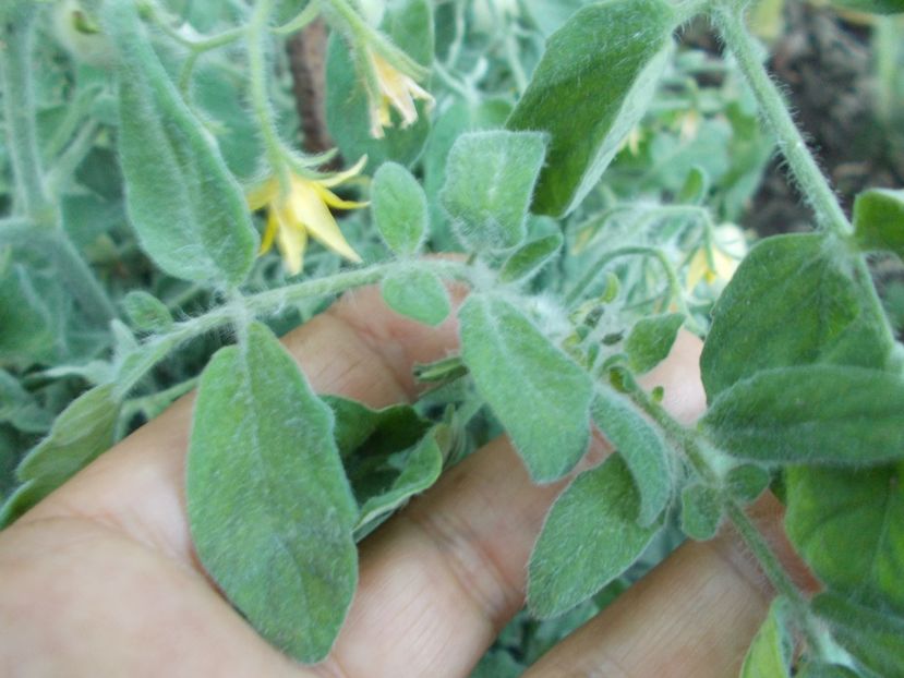  - SEMINTE ROSII CU PUF - FUZZY WUZZY