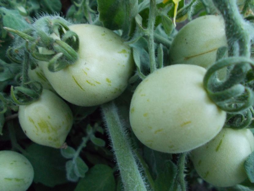  - SEMINTE ROSII CU PUF - FUZZY WUZZY