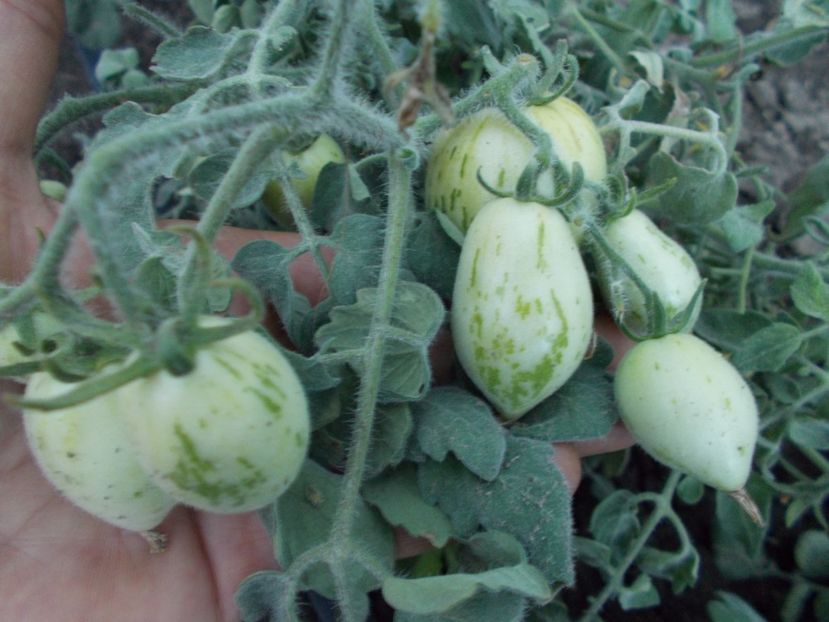  - SEMINTE ROSII CU PUF - FUZZY WUZZY