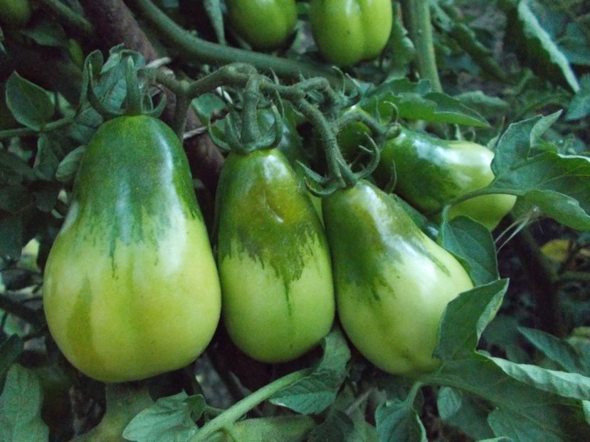  - SEMINTE ROSII - SAN MARZANO