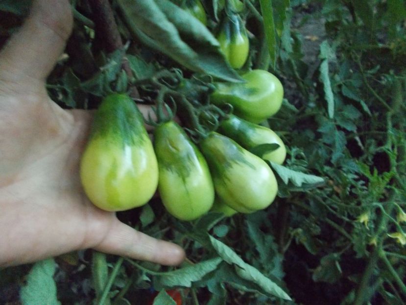  - SEMINTE ROSII - SAN MARZANO