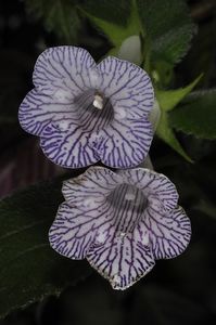 Flori de Sinningia gerdtidiana - poza preluata de pe net - 00 - provizoriu