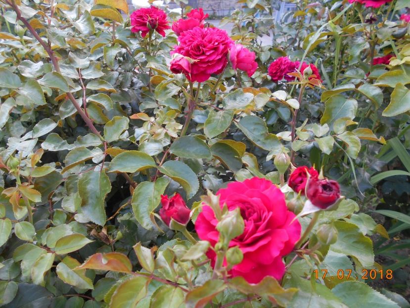  - Red Leonardo Da Vinci