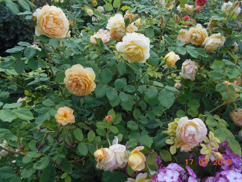 17.07.2018 - Golden Celebration