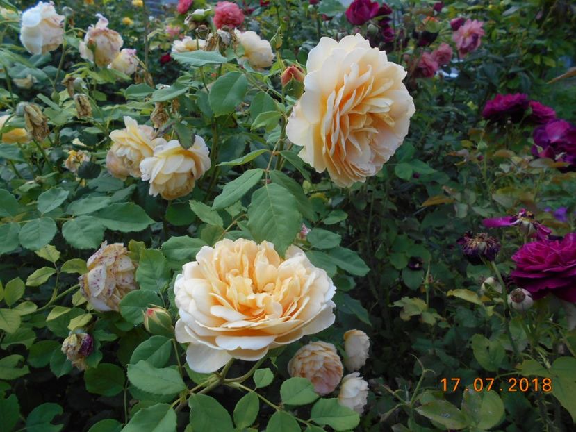 17.07.2018 - Golden Celebration