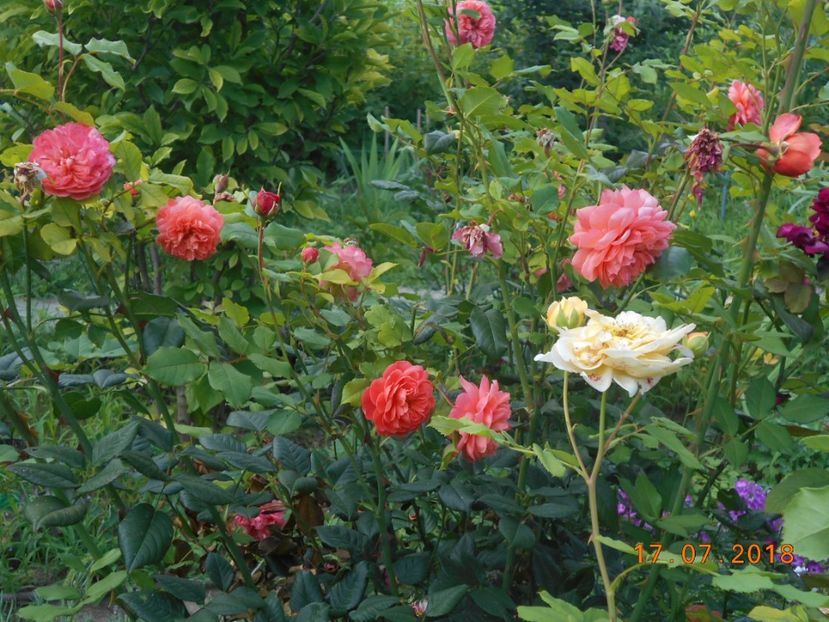 17.07.2018 - Summer Song