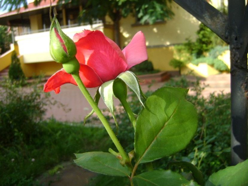 Trandafiri - r Vara 2016-2017-2018-2019