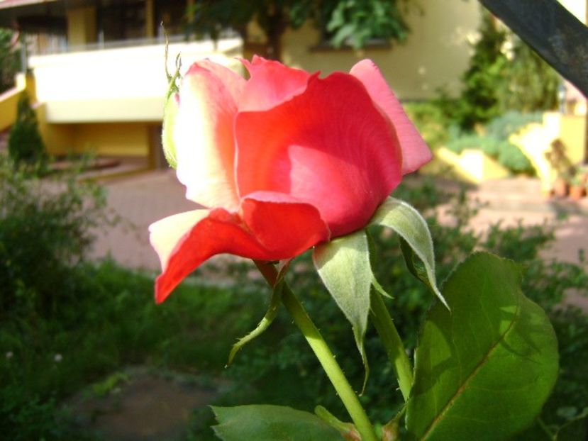 Trandafiri - r Vara 2016-2017-2018-2019