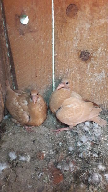  - Porumbei meulemans