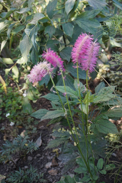 sanguisorba - Iulie