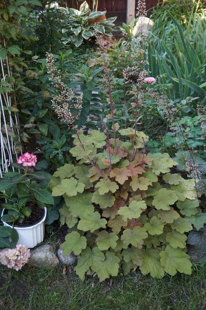  - Heuchera 2018- 2019- 2020