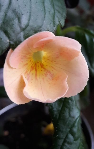 Prima floricica - Icy Melon