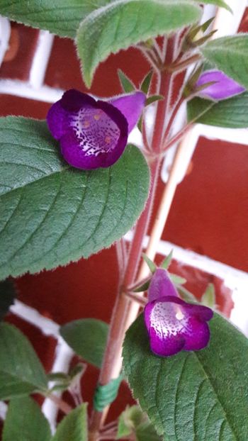  - Ohio Never say never