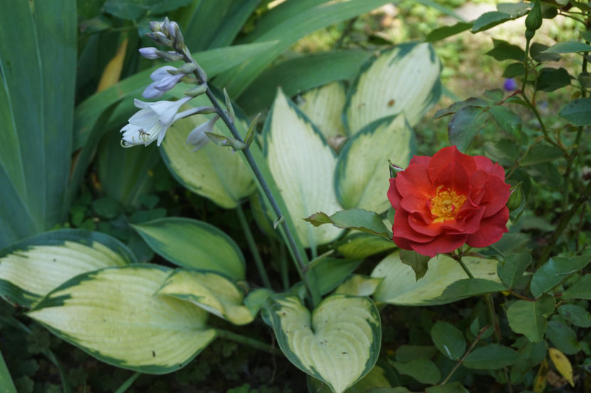 Janet - Hosta 2018- 2022
