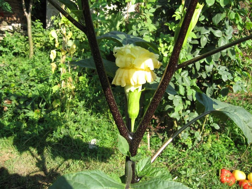 iulie 2018- Datura cu 4 coronite - Brugmansia si datura